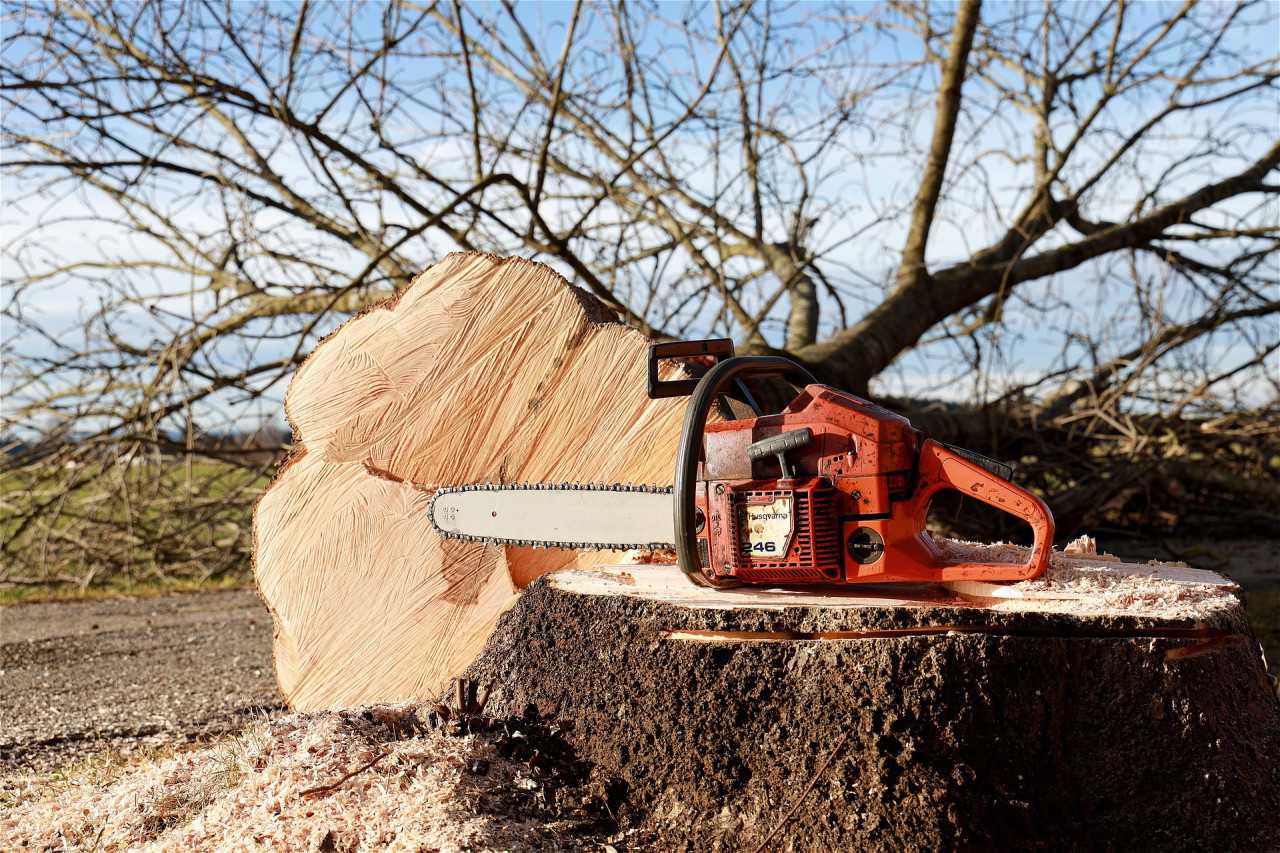 PENDING LEGISLATION REGARDING TREE REMOVAL AFFECTING COMMUNITY ASSOCIATIONS